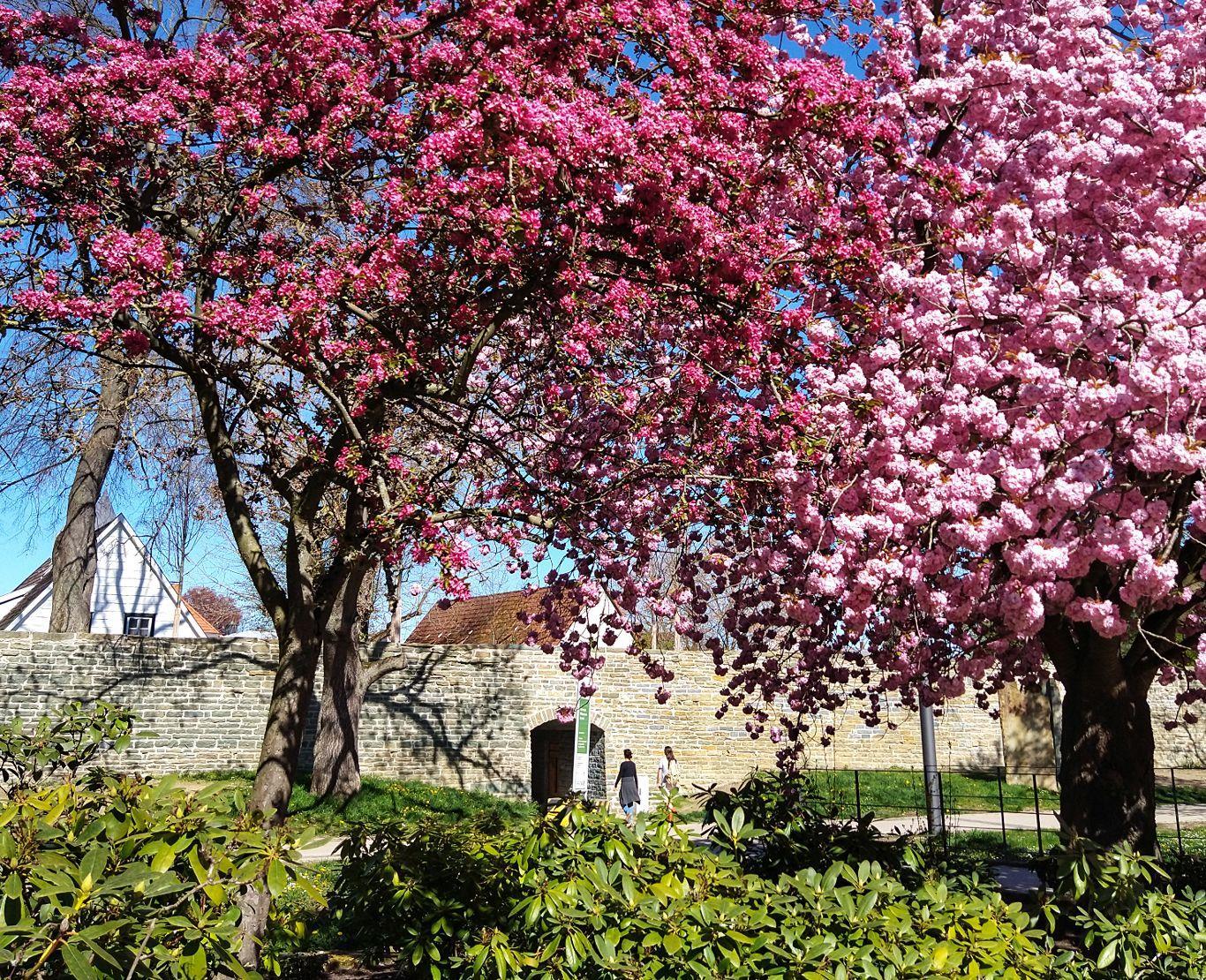 Frühlingshafte Blütenpracht in Soest